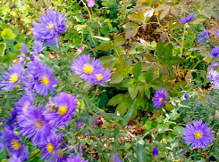 В Камышине осень понемногу «притеняет» октябрьскую теплынь