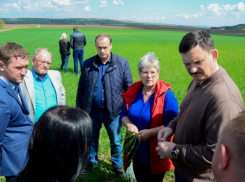 Замгубернатора и эксперты проверили состояние озимых в Камышинском районе