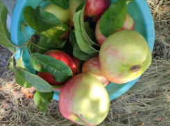 Небольшой дождь и теплый день спрогнозировали в Камышине синоптики 18 сентября