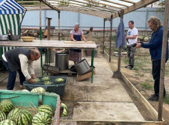 Первый канал снимает в Камышине передачу об арбузах и других достопримечательностях