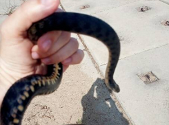 «Давно хотел подержать змею, и вот свершилось», - камышанин