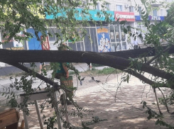 В Камышине от ветра рухнуло дерево у центрального рынка, вывозить его городские службы благоустройства не спешат