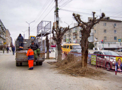 В Камышине срочно стригут кусты и деревья на улице Ленина под гирлянды «а-ля Париж»