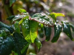  В Камышине новая неделя начинается с дождей и туманов: погодная повестка на 17 ноября