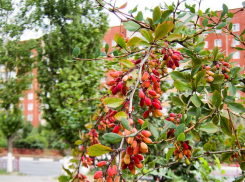 Ночной дождь и солнечный день без адской жары: погода в Камышине 23 августа