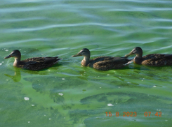 В Камышине застопорился купальный сезон из-за сильного цветения рек