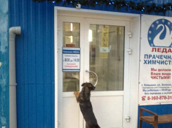 В Волгоградской области резко обострился градус дискуссии о бездомных собаках