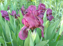 Погода в Камышине: гроза и курс на 30-градусную жару