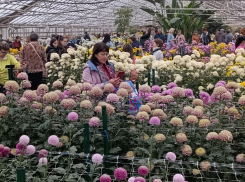 Камышан приглашают на «Бал хризантем» в Волжском