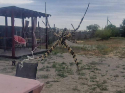 Камышане, встретившие паука-осу в городе, стали выяснять, насколько он опасен