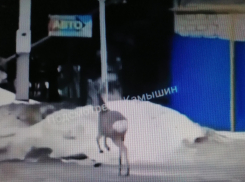 В Камышине грациозная косуля прогулялась по улице Кубанской (ВИДЕО)