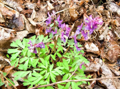 Холодный ветер понизит температуру в Камышине на 8 градусов в субботу 8 апреля