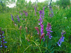 Дожди не собираются уходить из Камышина