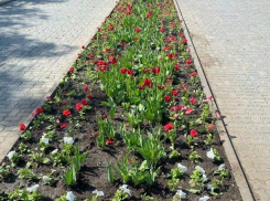 В Камышине перед Праздником Победы высаживают цветы
