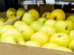 Сегодня, 2 ноября, известный волгоградский  «яблочный король» станет участником телешоу на ЦТ