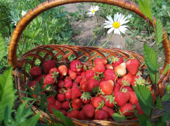 Ароматная камышинская клубника поехала на север