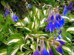 Июль продолжит баловать камышан «московской» погодой