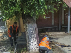 В Камышине «оранжевые жилеты» стараются облагородить «фишку» местного озеленения - вязы