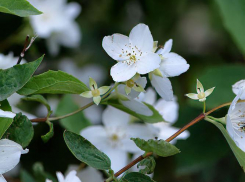 Облачно и душно: погода в Камышине на 14 июня