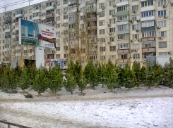 Продавцы елок устроили на 3-м городке Камышина «рощу» для удобства выбора, но очередей нет
