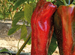 У «Фатимы» все прекрасно: и яркая внешность, и сладкий вкус, и сочная хрустящая мякоть 