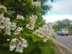 В Камышине сегодня, 28 мая, - комфортные +23, а завтра «преджара», +27