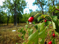 Теплые дни и прохладные ночи пообещали синоптики камышанам в начале последней летней недели