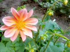 Камышин берет курс на 35-градусную жару