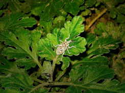 Камышане исследуют неизвестного жука, «притворяющегося» свекловичным долгоносиком