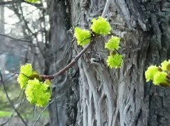 Резкое похолодание с ливнями идет на Волгоградскую область к 1 Мая 