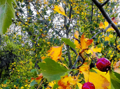 В Камышине зарядят осенние дожди