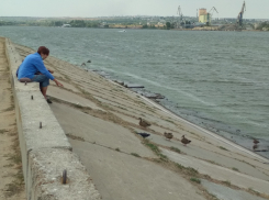 В Камышине дикие утки не боятся брать подкормку почти из рук