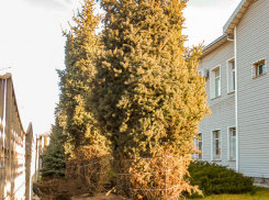 Куда хотят увезти наши елки с улицы Текстильной? - камышанка