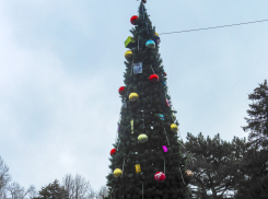 В Камышине нарядили елку в парке Комсомольцев-добровольцев