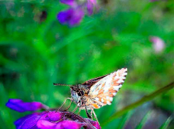 Яркое солнце весь день, но свежий ветер и +23 - погода на понедельник в Камышине