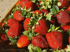 Более 20 сортов транспортабельной клубники вырастят камышинские фермеры в сезоне-2022