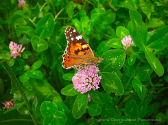 Камышин входит в период дождей