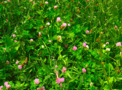 В тихом селе Волгоградской области пенсионер попытался пасти овец у двора соседки, а та взялась за винтовку