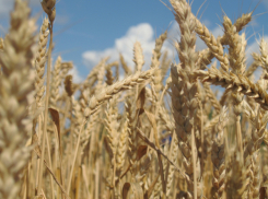 В Камышинском районе намолоты в начале уборочной страды средние