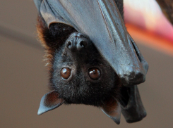 В Волгограде студента укусила летучая мышь, оказавшаяся в аудитории