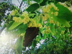 В Камышине расцвела липа - любители чаев вышли «на охоту» (ВИДЕО)