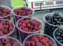 В Камышине начался второй малиновый сезон