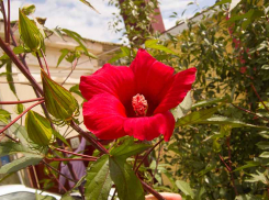 Синоптики обещают камышанам близкое похолодание, но в последний день лета в Камышине +35