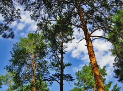 Впервые в Камышине установят бронзовый бюст известного лесовода