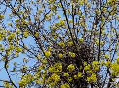 По границам парка Текстильщиков устраивают гнезда сороки - зачем они рядом с территорией отдыха? - камышанка