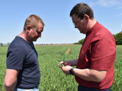Озимые в Камышинском районе чувствуют себя благополучно, виды на урожай хорошие