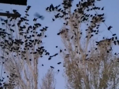   В Камышине настигло  настоящее нашествие ворон 