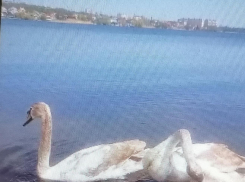 Видео с весенней «разминкой» лебедей на Камышинке выложили горожане в соцсетях (ВИДЕО)
