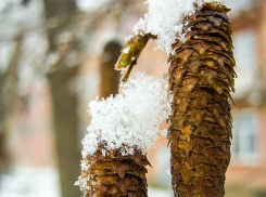 В Камышине установились нулевые отметки с перспективой «нескольких снежинок»