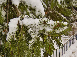В ночь на Крещение в Камышине крещенских морозов не предвидится